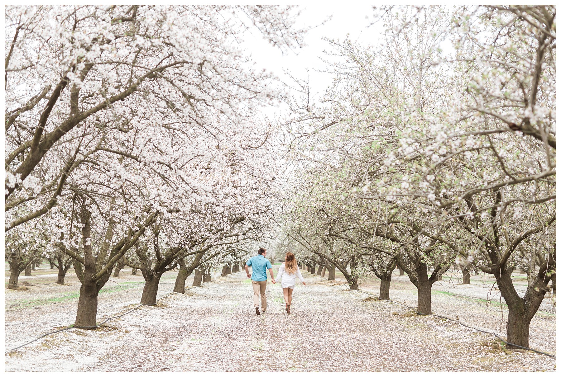 Almond Blossom Engagement Photography